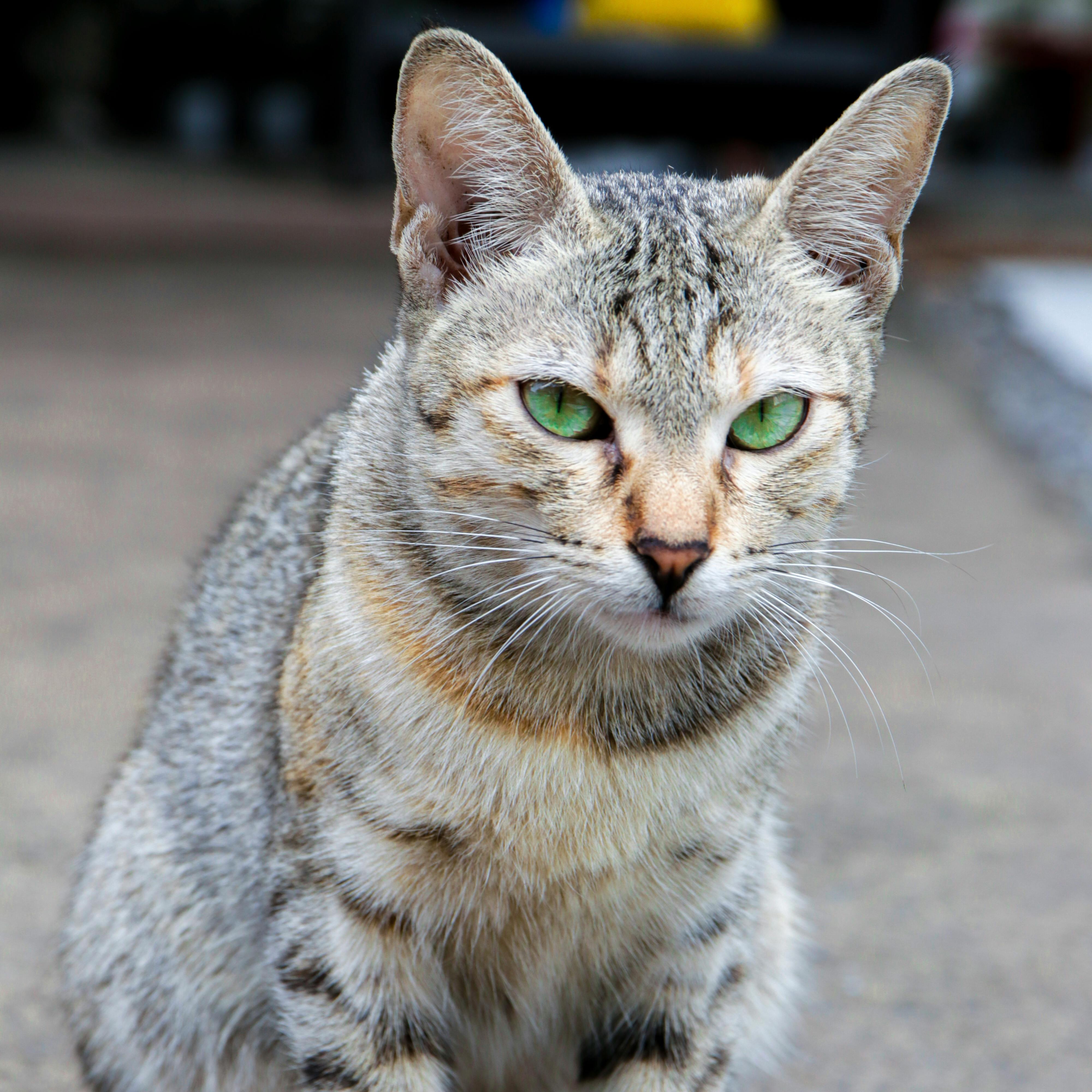 Photo of a cat by Jefferson Cueva